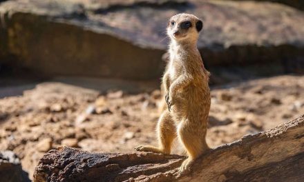 Meerkat, Hewan Sosial Dengan Sistem Penjaga Unik