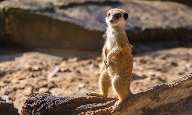 Meerkat, Hewan Sosial Dengan Sistem Penjaga Unik
