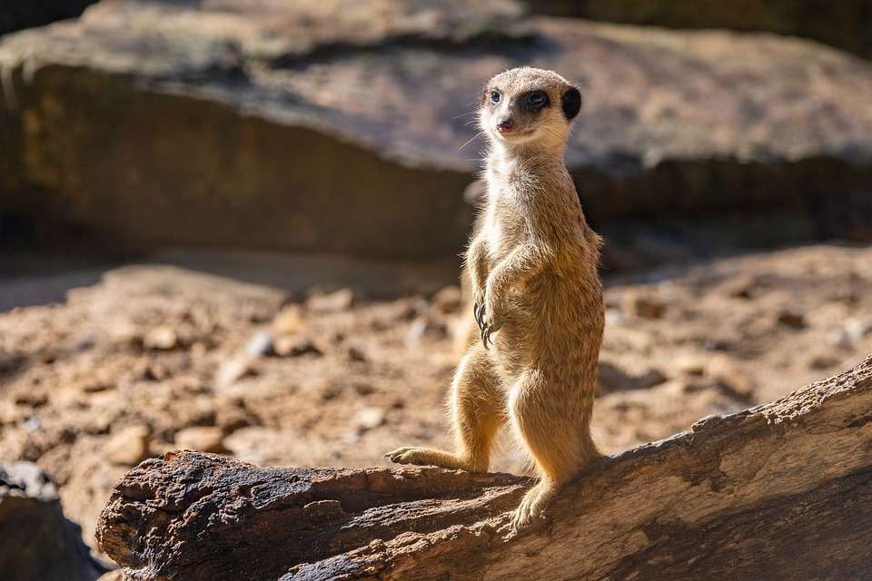 Meerkat, Hewan Sosial Dengan Sistem Penjaga Unik